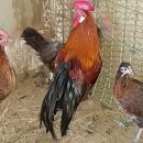 장수오골계 이미지