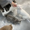 청주고양이카페아이캣유 이미지