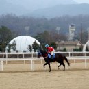 과천경마장 경주마2(221203) 이미지