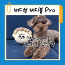 오늘의 강아지 | 버디부 버디볼 Pro 강아지 자동 노즈워크 장난감 사용 후기