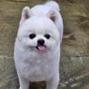 멍이의 품격 이미지