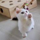 맘스캣(MOMSCAT) 이미지