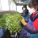 한재미나리영농조합법인 이미지