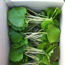 적노동 Daum카페