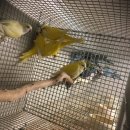 버드리농장 이미지