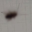 싹잡아방역 이미지
