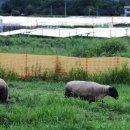 방목태양광발전소 이미지