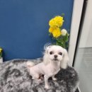 멍멍's 연구소 이미지