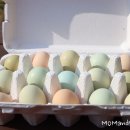 준 꼬꼬 이미지