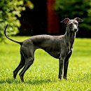 이쁜 댕댕이 이미지