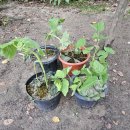 오동농장 이미지