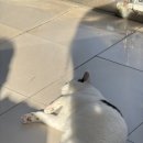 와우종합동물병원 - 관악구 난곡로 247 | 와우종합동물병원