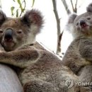 코알라 - 중구 남대문시장4길 21 | 코알라