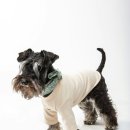 강아지 옷 만들기 이미지