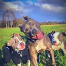 멍멍이 달린다 이미지