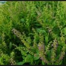 홀리허브 이미지