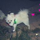 상큼하개 이미지