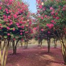 동백꽃식당 이미지