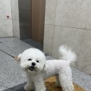 버블독스 부산대점 이미지