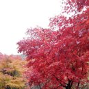 양산 배내골 사과 축제 관람 이미지