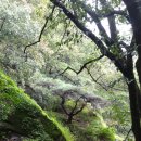 월악산 꽃피는 산골 이미지