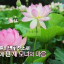 울미연꽃마을 | [동네 한 바퀴] 포천 명산리 연꽃마을 연꽃 단지 장소 어디? 연잎밥, 연잎차