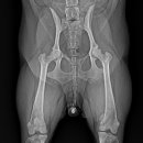 엑슬루 동물병원 이미지