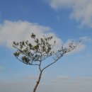 증도갯벌생태전시관 | 신안 증도 ② - 우전해수욕장, 짱뚱어다리, 해송공원 산책로