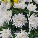 토탈장례 운송사업 이미지