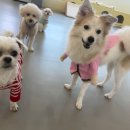 댕겨올개 이미지