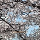 벚꽃공인중개사사무소 이미지