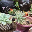 별꽃민박 | 가을이 오는 소리