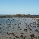 문주란 자생지 이미지