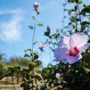 판교봄한의원 이미지