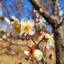세종동_중앙공원 야구장 축구장 사이 | 세종 호수공원과 중앙공원에서 세종의 봄 즐겨볼까