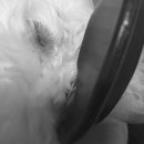 다빈치동물병원 이미지