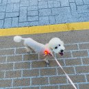 아미고펫 이미지