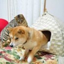 강아지집 이미지