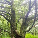 비자림스마일 이미지