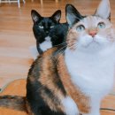 땡큐동물병원 이미지