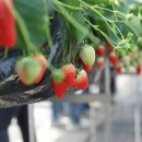 석권농장 이미지