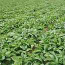 정선농장 이미지