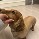 바오그루밍 이미지