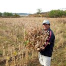 자연과 콩 이미지