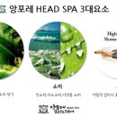 앙포레 이미지