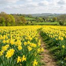 구례진달래집 | 2026 봄을 알리는 샛노란 물결, 전국 수선화 명소 가이드