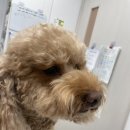 장승준동물치과병원 이미지