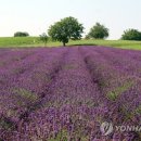Lavenders 이미지