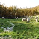 스위스목장 이미지