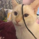 고양이 기숙사 이미지